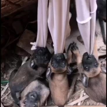 精品马犬价格亲民，欢迎：你的到来