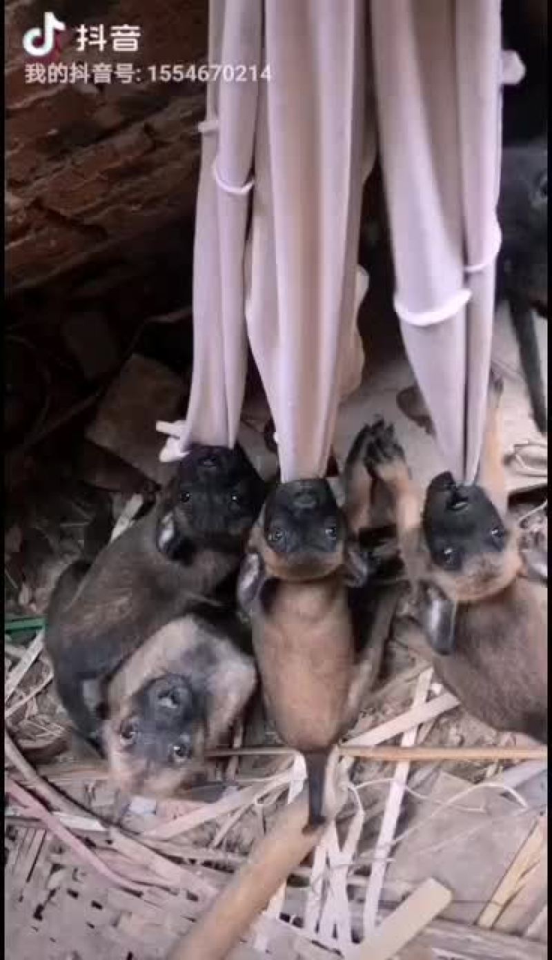 精品马犬价格亲民，欢迎：你的到来