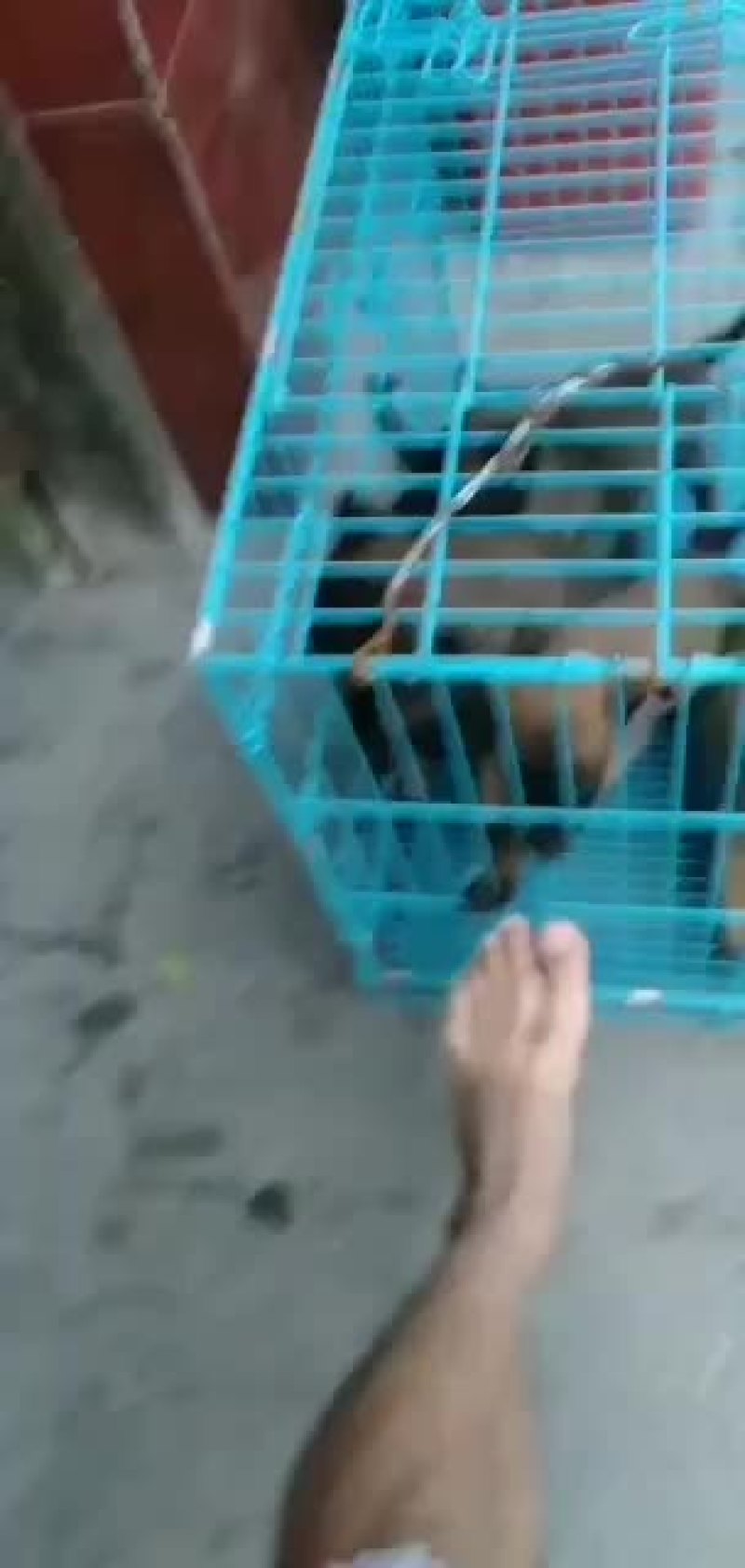 精品马犬价格亲民，欢迎：你的到来