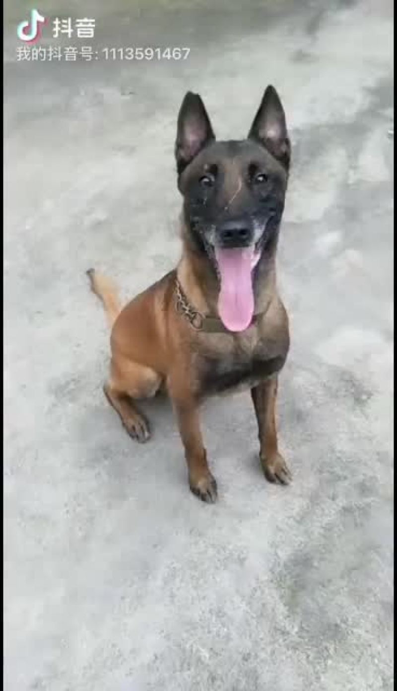 精品马犬价格亲民，欢迎：你的到来