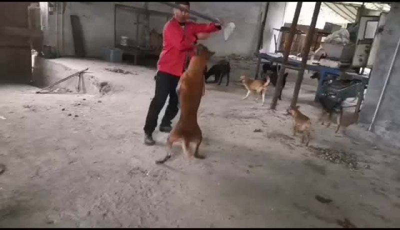 精品马犬价格亲民，欢迎：你的到来
