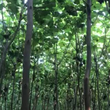 梓树