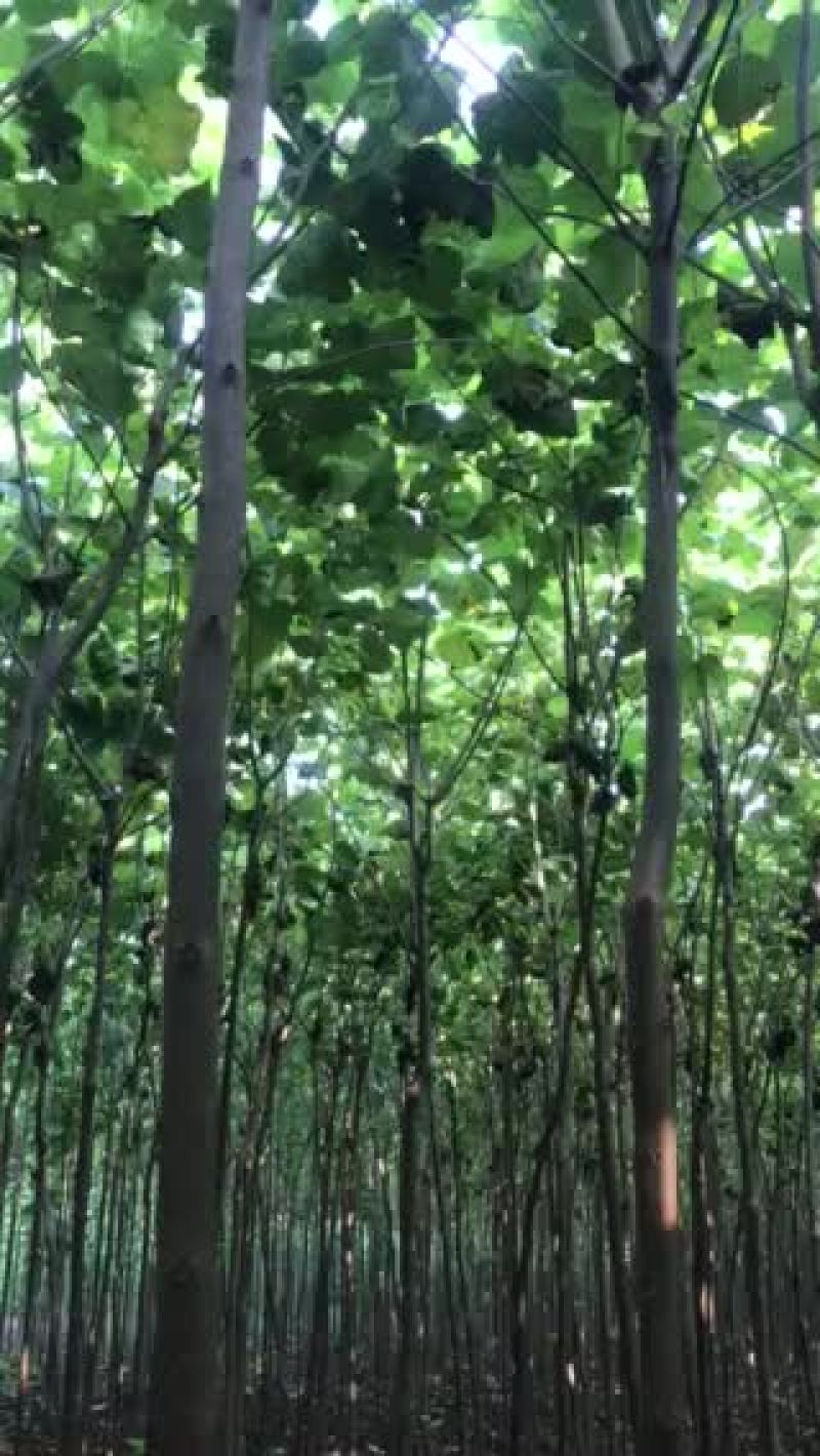 梓树