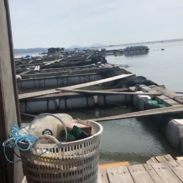 诏安县梅岭半岛海⬆️养殖基地