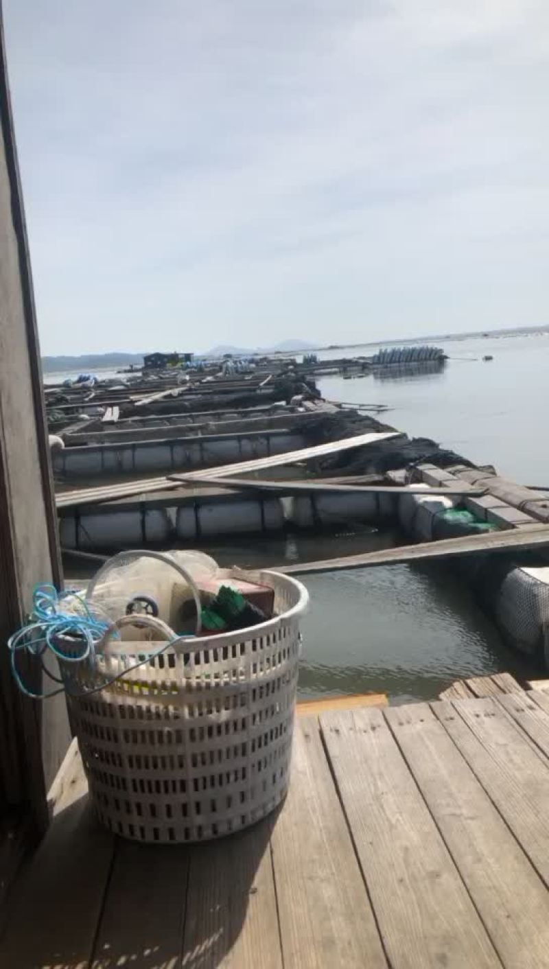 诏安县梅岭半岛海⬆️养殖基地