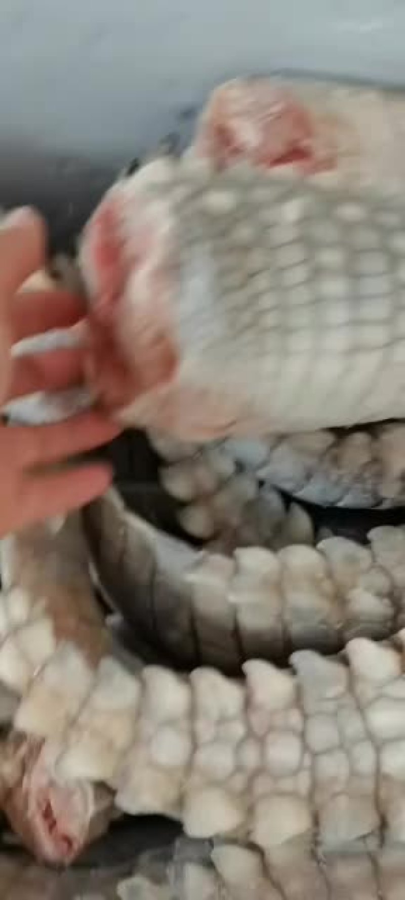 精品鳄鱼苗鳄鱼，型的