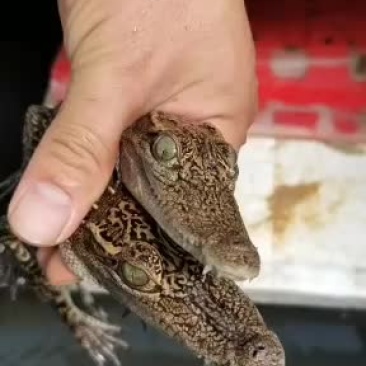 精品鳄鱼苗鳄鱼，型的