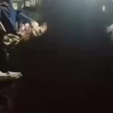 野生产品坚果生松子有手工制作剥皮的有机器削皮的