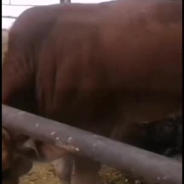 鲁西黄牛