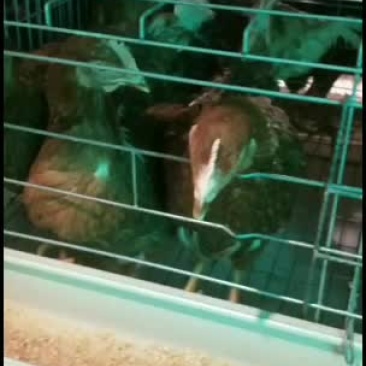 层叠式蛋鸡笼自动化养殖设备