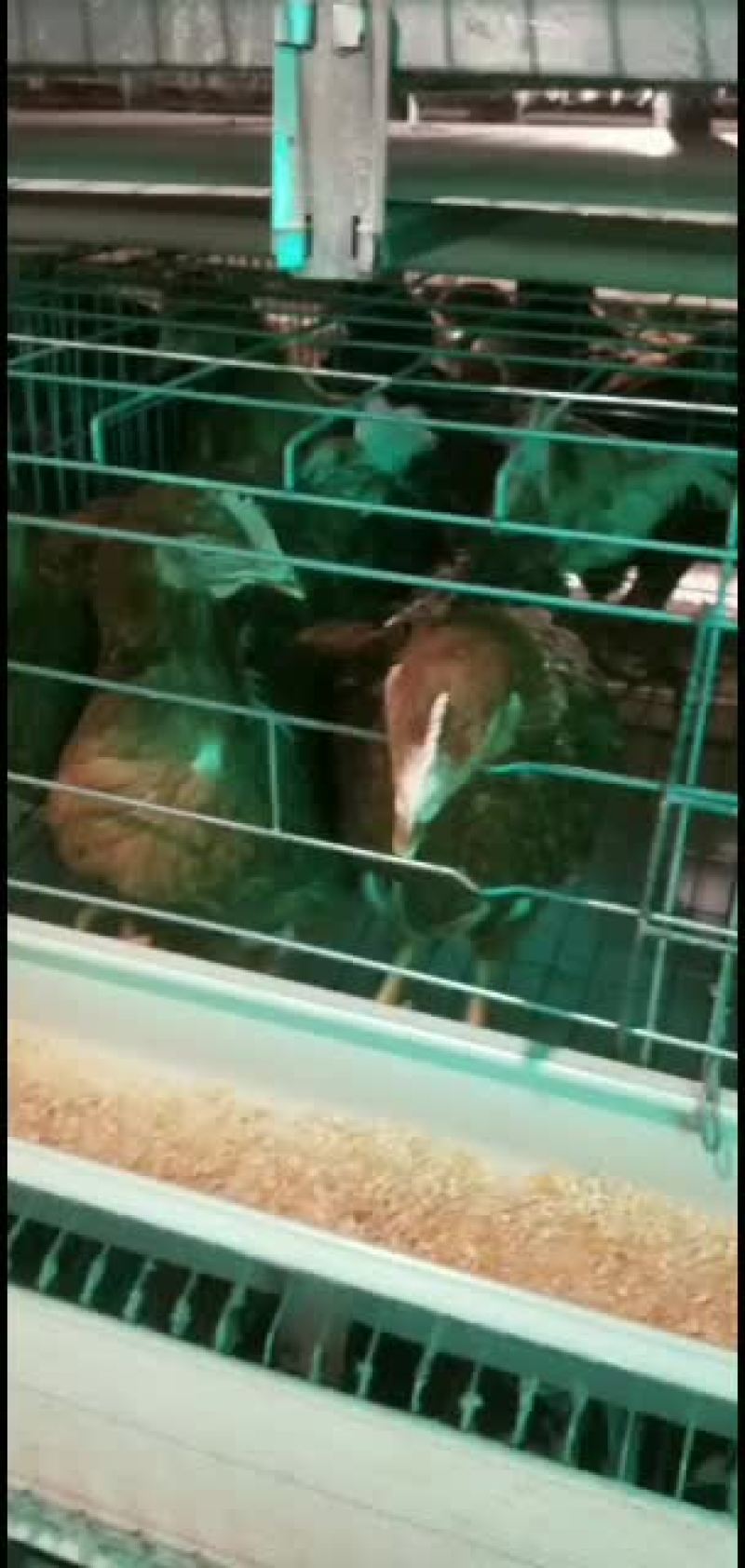 层叠式蛋鸡笼自动化养殖设备