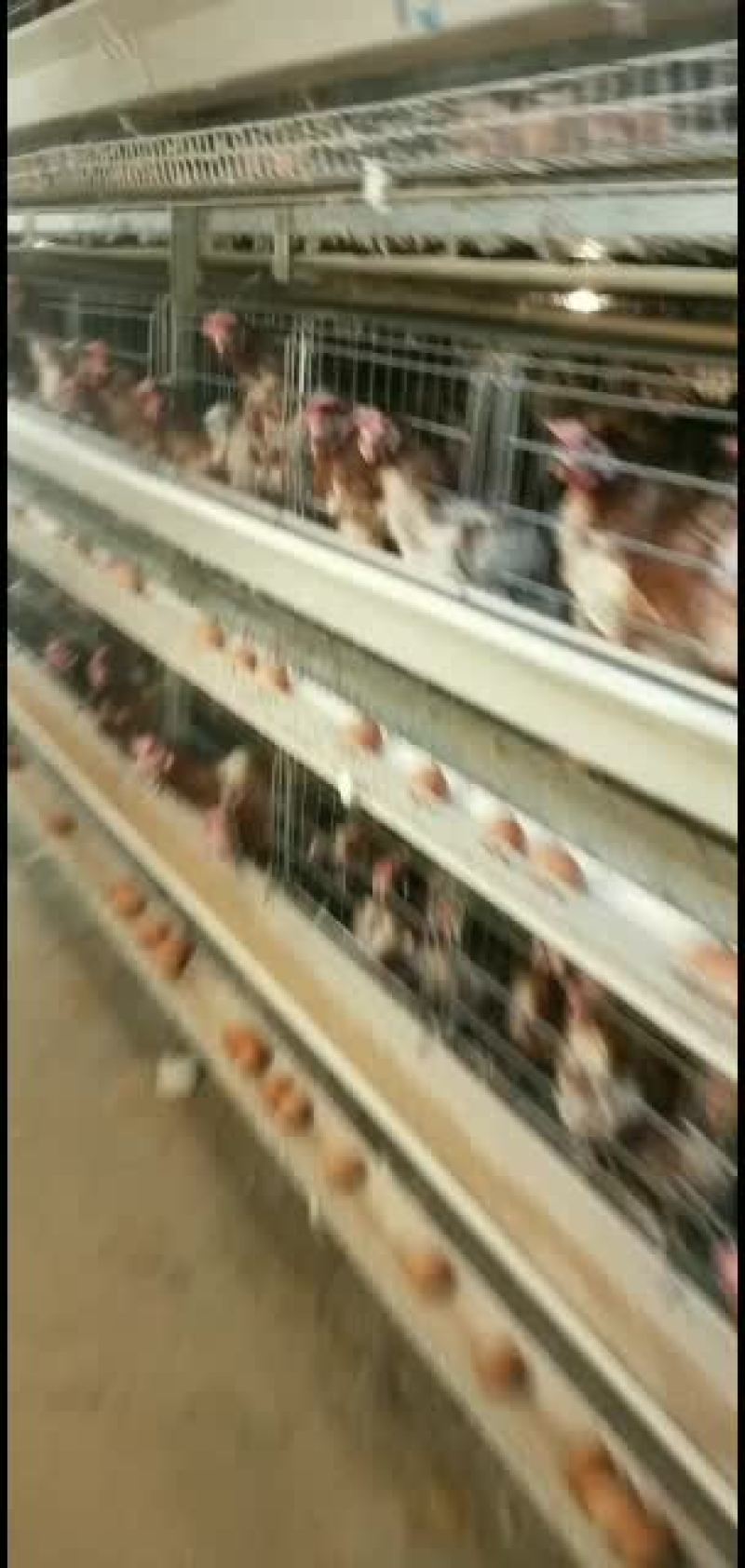 层叠式蛋鸡笼自动化养殖设备