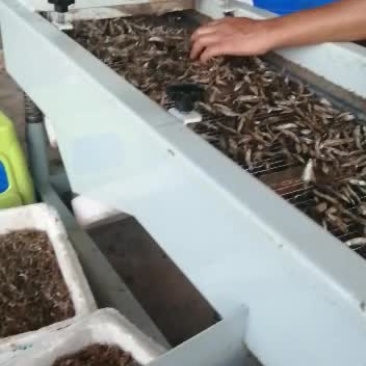 做鱼我们是认真的，放心食品