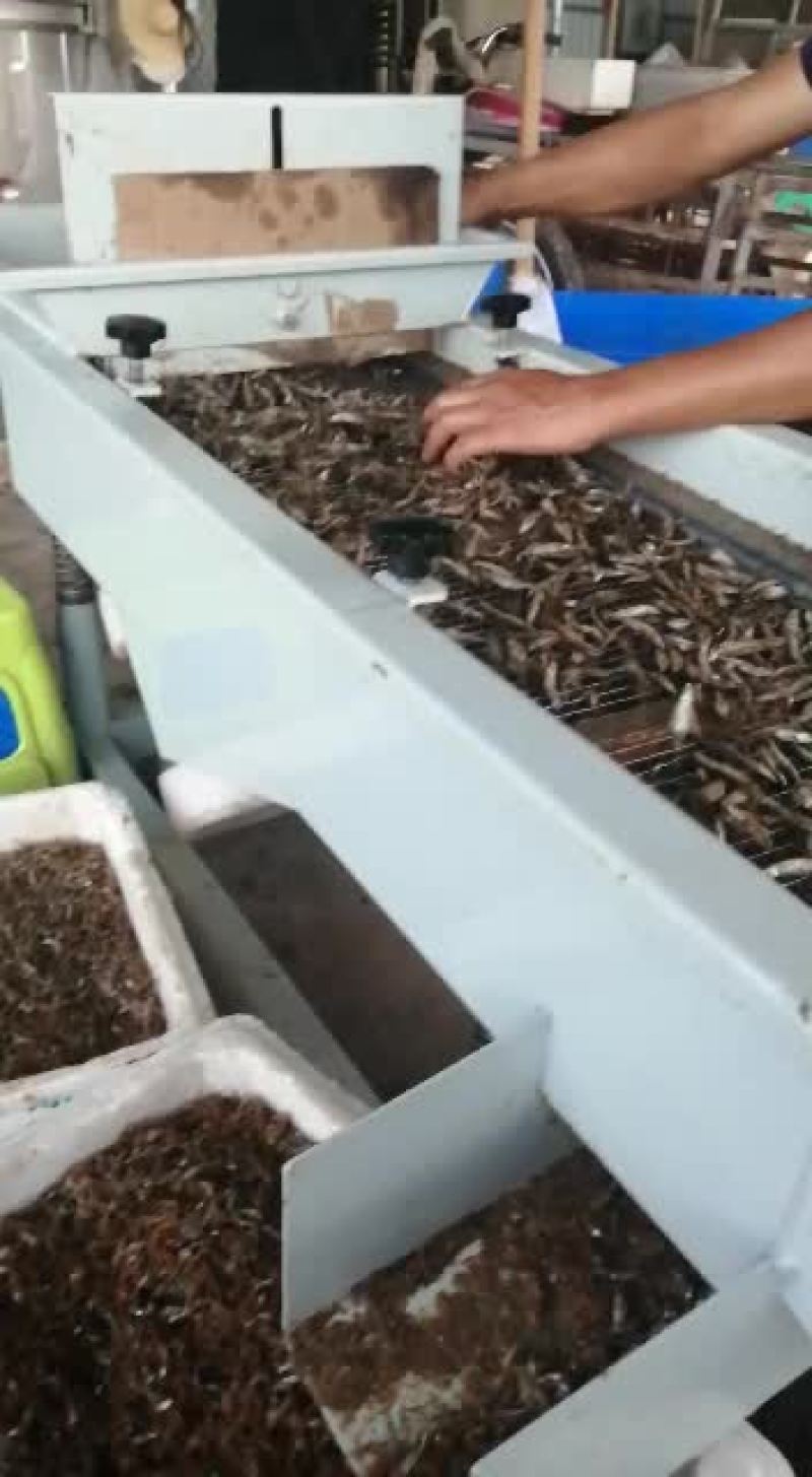 做鱼我们是认真的，放心食品