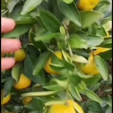 新余蜜橘果面光滑，皮薄肉厚易化渣