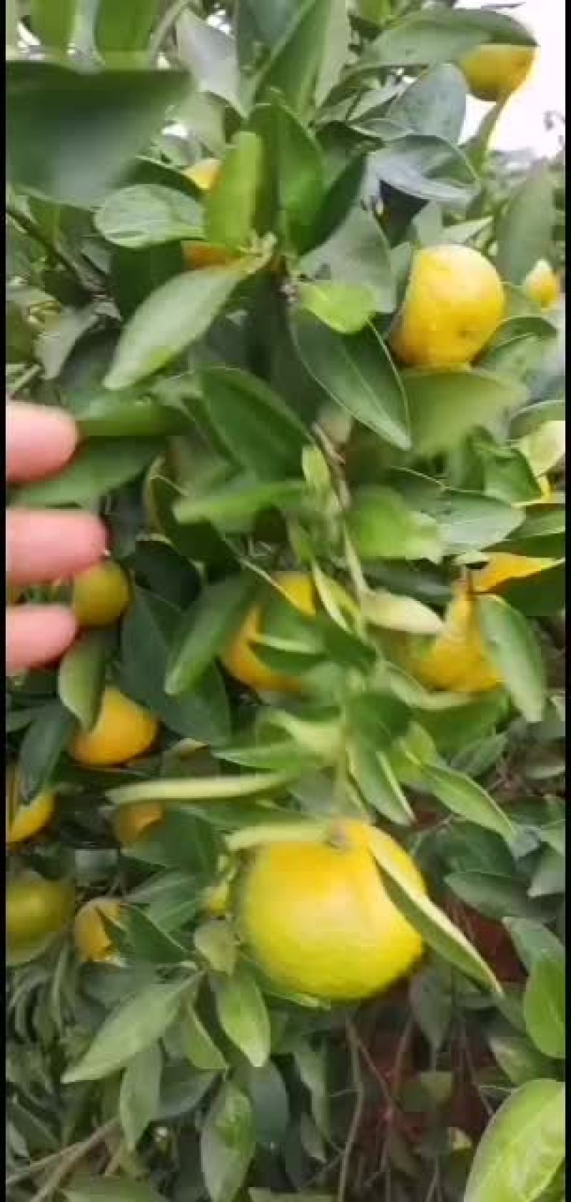 新余蜜橘果面光滑，皮薄肉厚易化渣