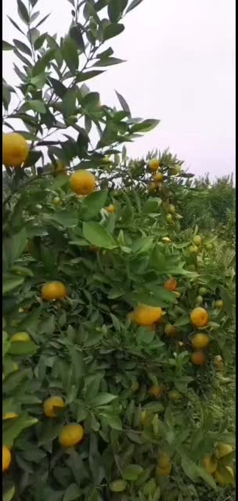 新余蜜橘果面光滑，皮薄肉厚易化渣