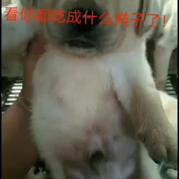 拉布拉多幼犬，金毛幼犬，哈士奇幼犬通通出售中……