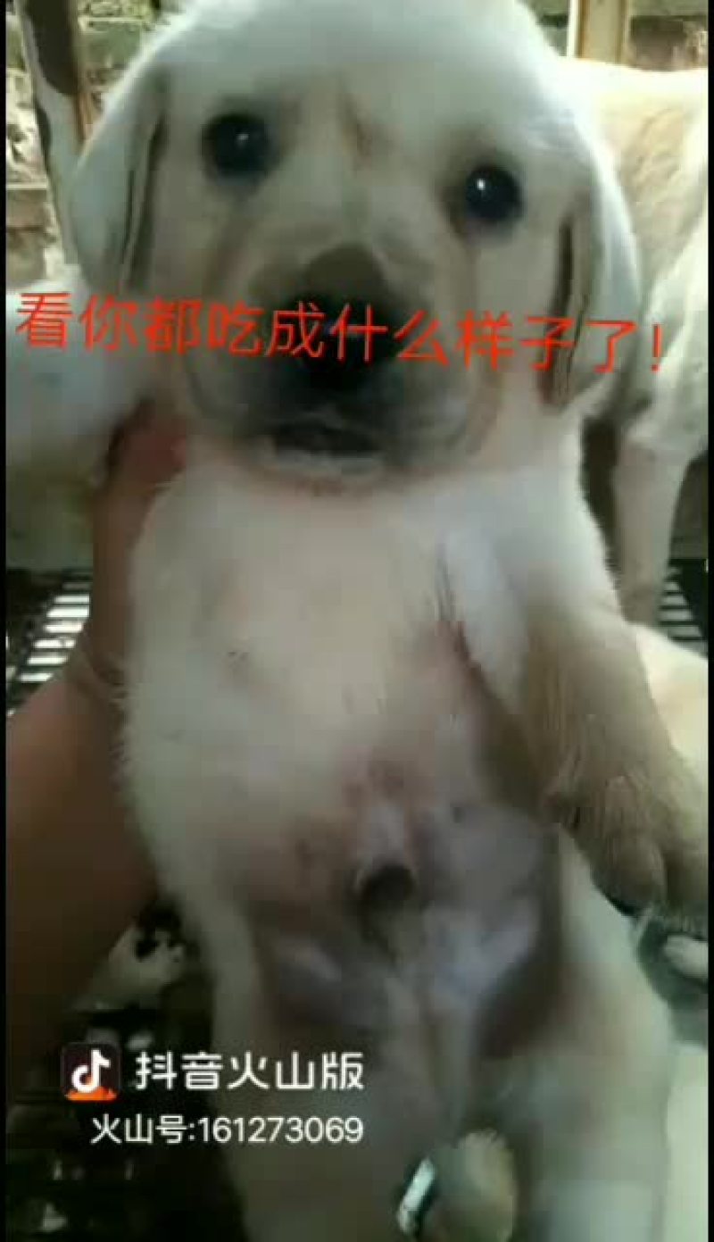 拉布拉多幼犬，金毛幼犬，哈士奇幼犬通通出售中……