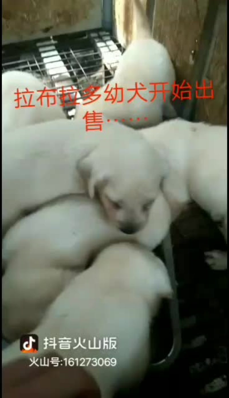 拉布拉多幼犬，金毛幼犬，哈士奇幼犬通通出售中……