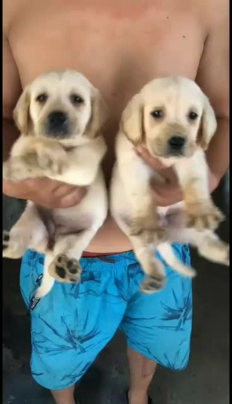 拉布拉多幼犬，金毛幼犬，哈士奇幼犬通通出售中……