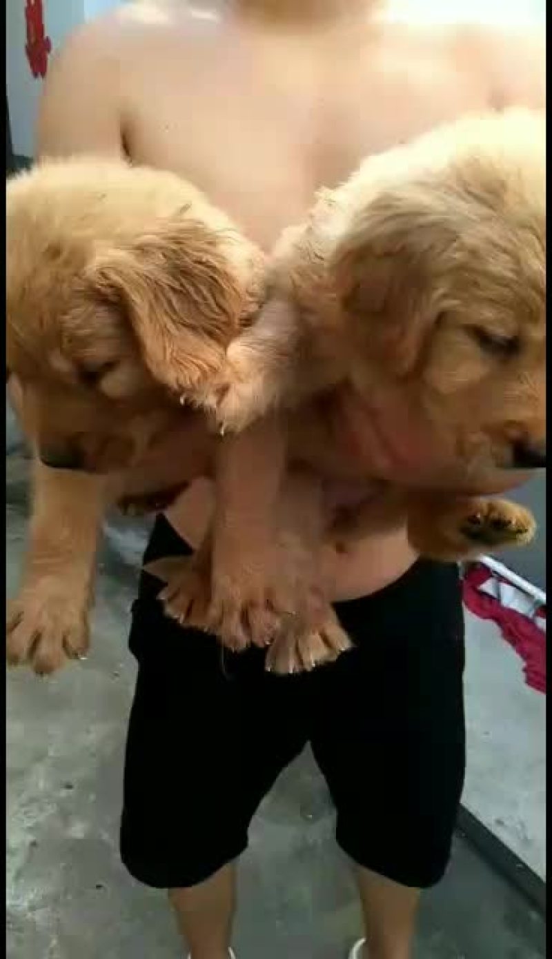 拉布拉多幼犬，金毛幼犬，哈士奇幼犬通通出售中……