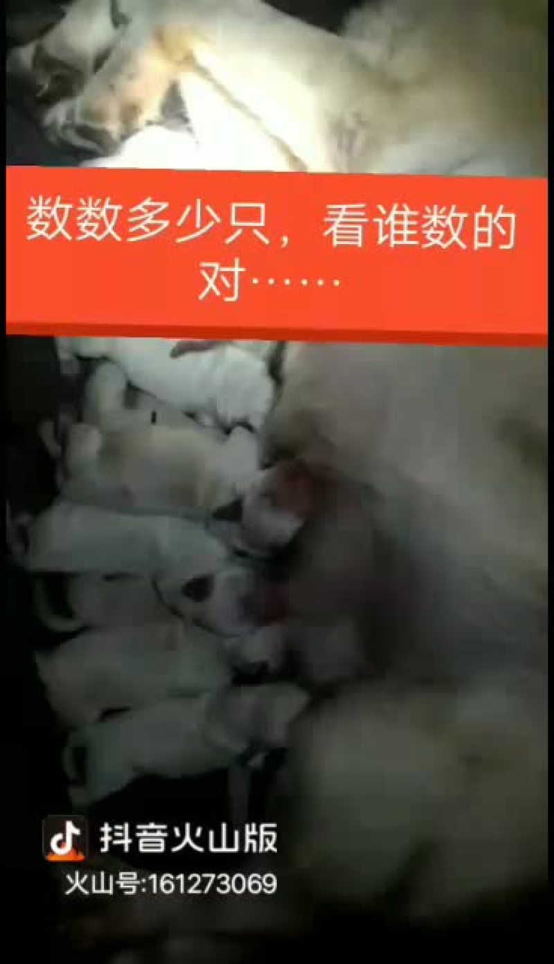 拉布拉多幼犬，金毛幼犬，哈士奇幼犬通通出售中……