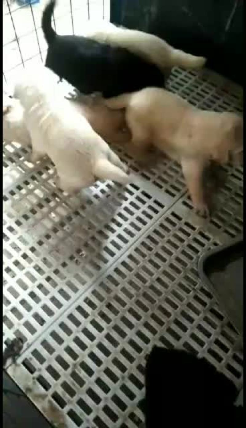 拉布拉多幼犬，金毛幼犬，哈士奇幼犬通通出售中……