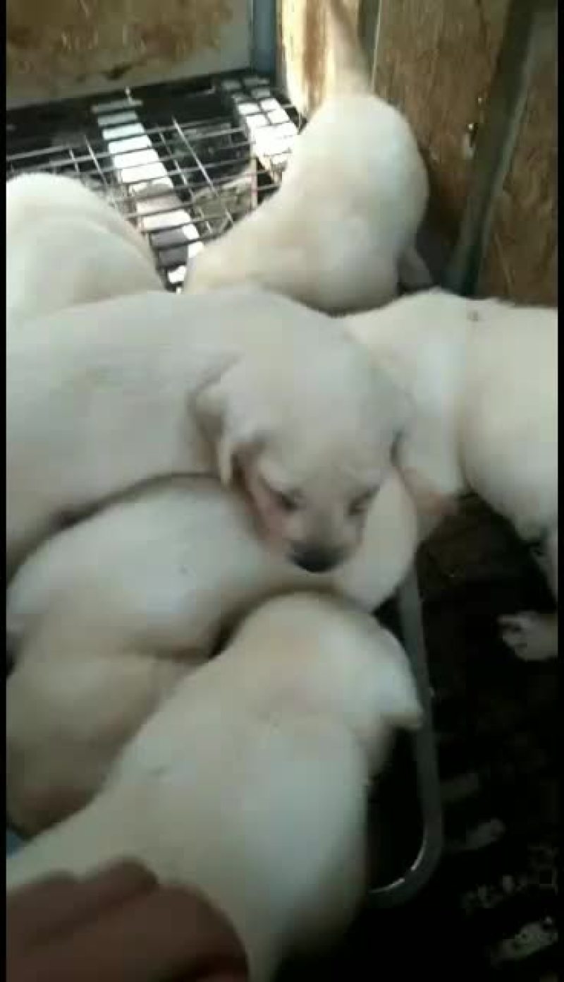 拉布拉多幼犬，金毛幼犬，哈士奇幼犬通通出售中……