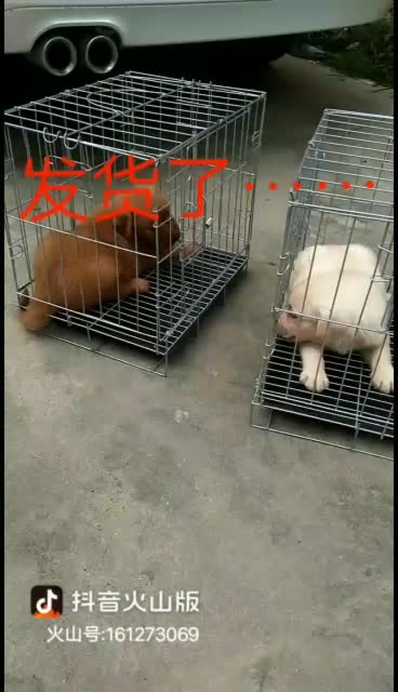 拉布拉多幼犬，金毛幼犬，哈士奇幼犬通通出售中……
