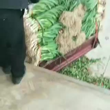 武山洛门红根蒜苗大量上市