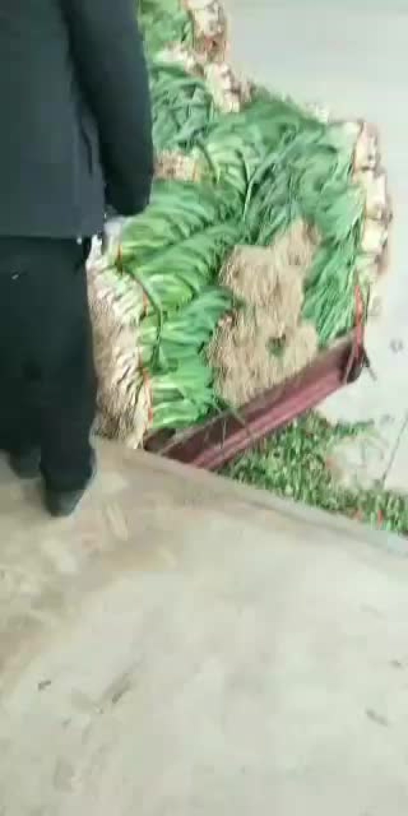 武山洛门红根蒜苗大量上市
