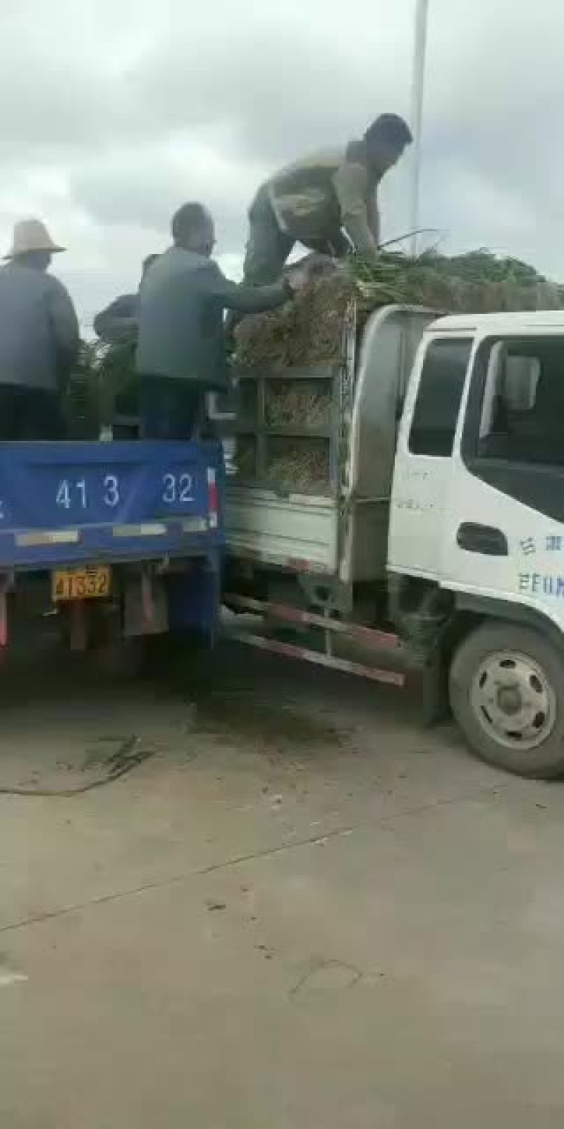 武山洛门红根蒜苗大量上市