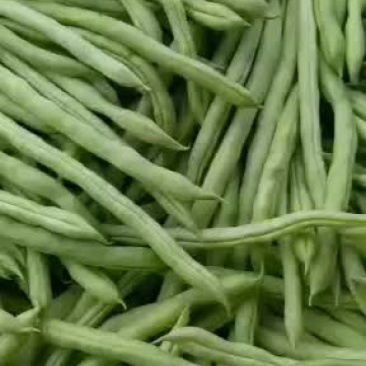 乐亭县冷棚豆角大量供应，有小豆角，白不老，大扁豆，油豆