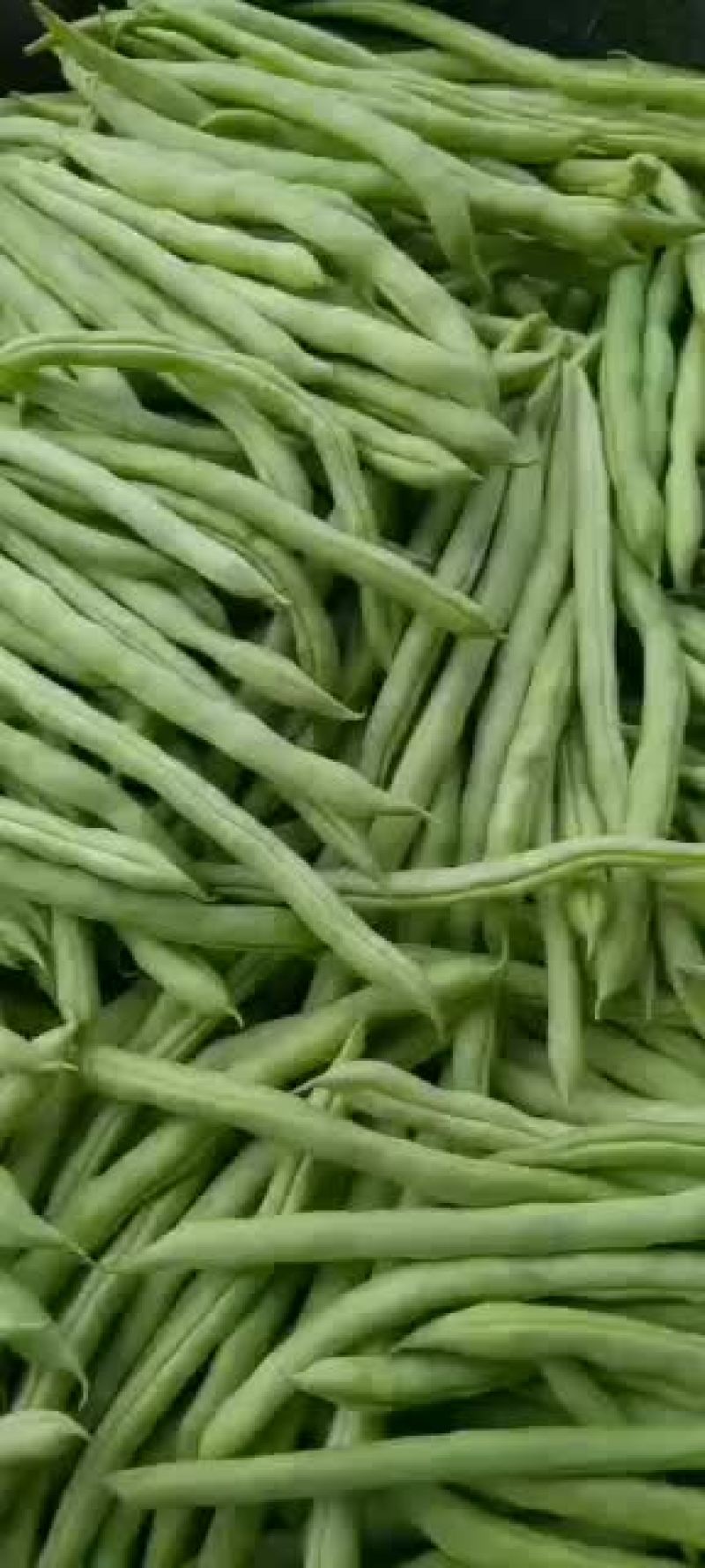 乐亭县冷棚豆角大量供应，有小豆角，白不老，大扁豆，油豆