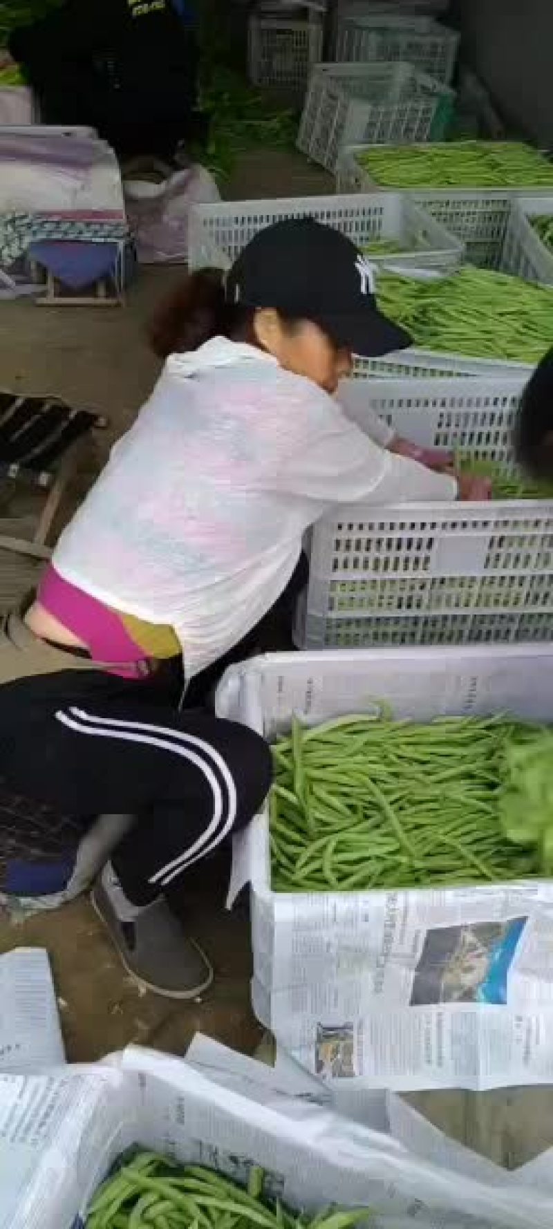 乐亭县冷棚豆角大量供应，有小豆角，白不老，大扁豆，油豆