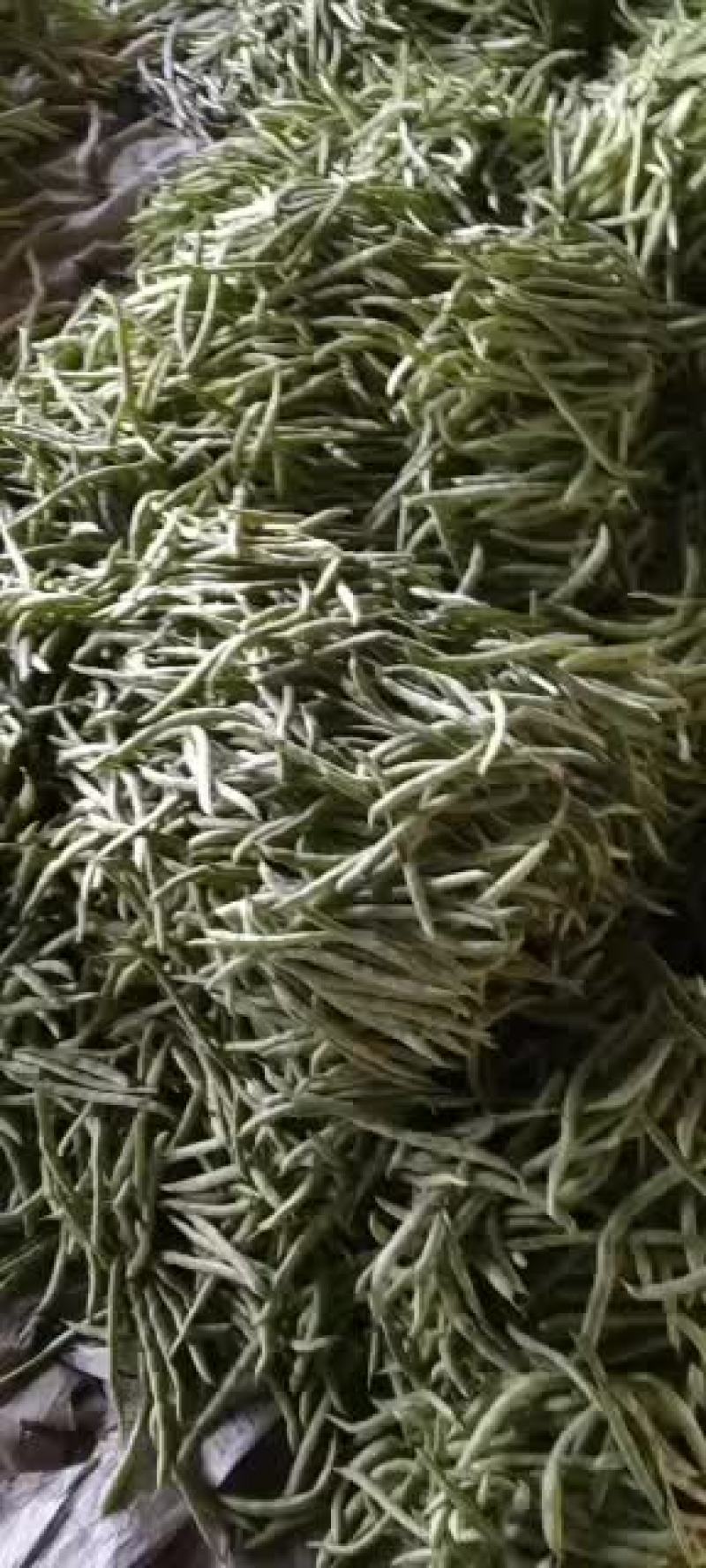 乐亭县冷棚豆角大量供应，有小豆角，白不老，大扁豆，油豆