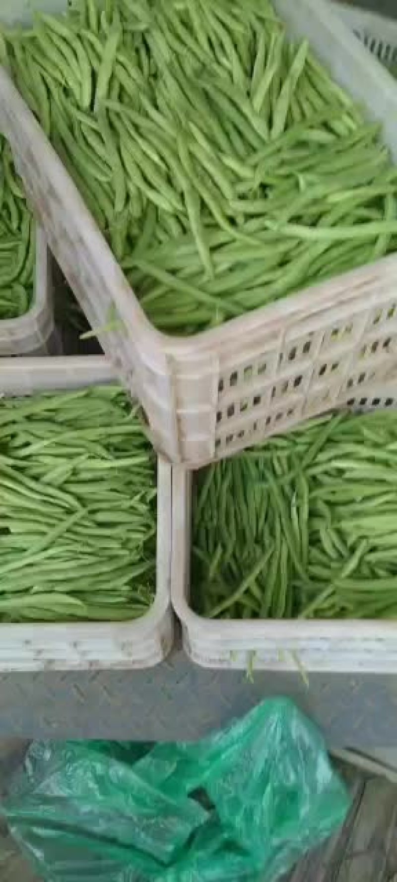乐亭县冷棚豆角大量供应，有小豆角，白不老，大扁豆，油豆