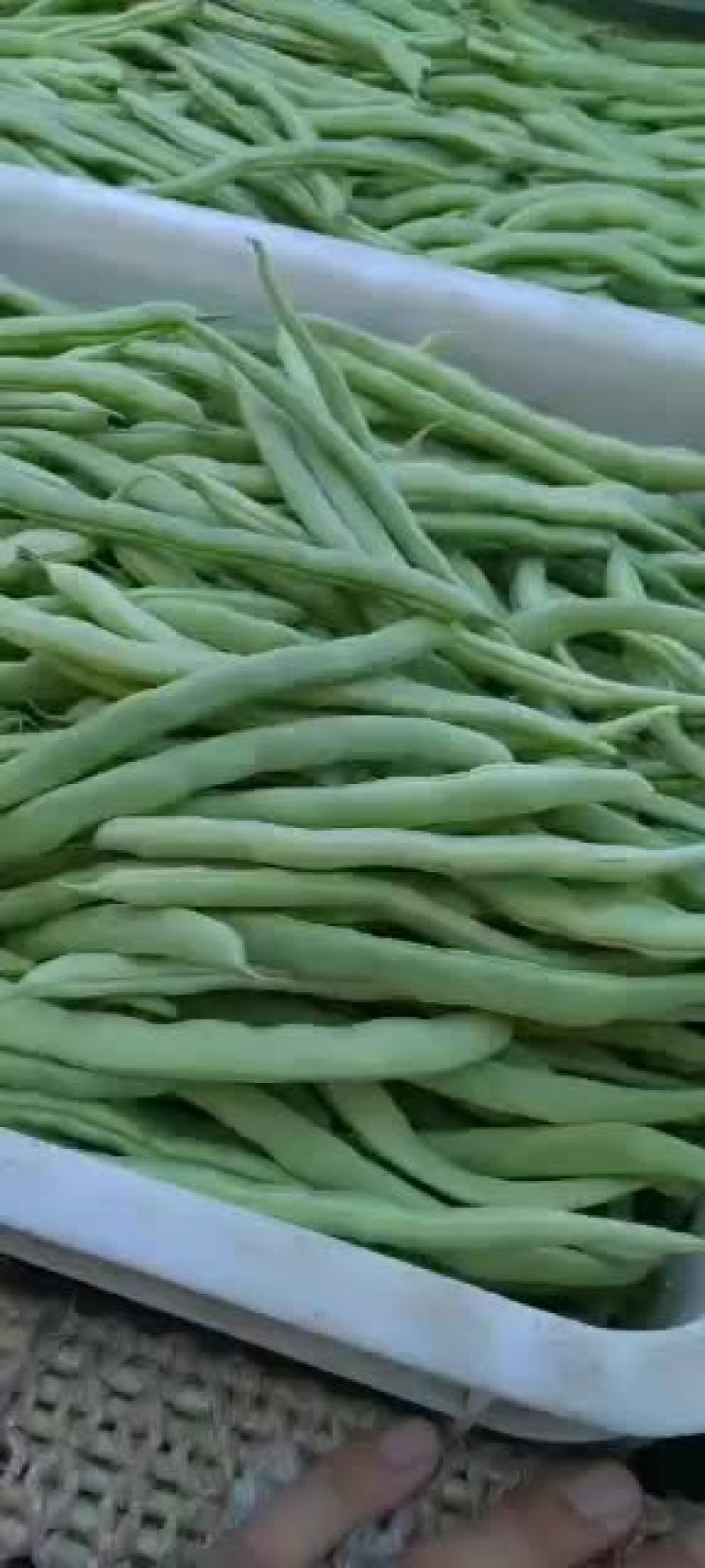 乐亭县冷棚豆角大量供应，有小豆角，白不老，大扁豆，油豆