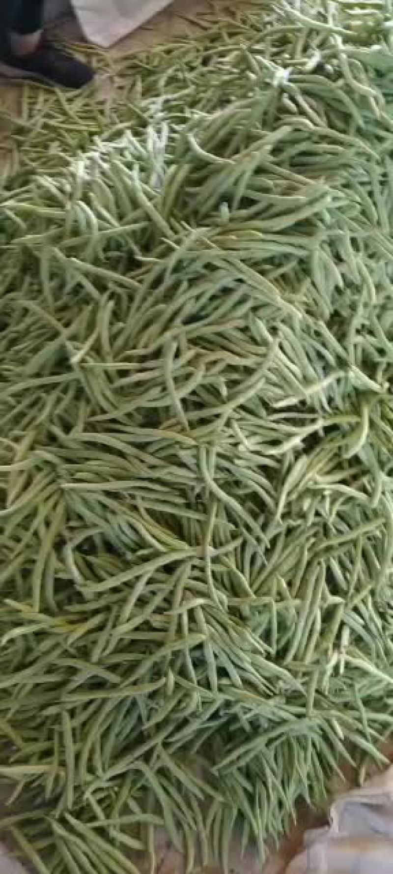 乐亭县冷棚豆角大量供应，有小豆角，白不老，大扁豆，油豆
