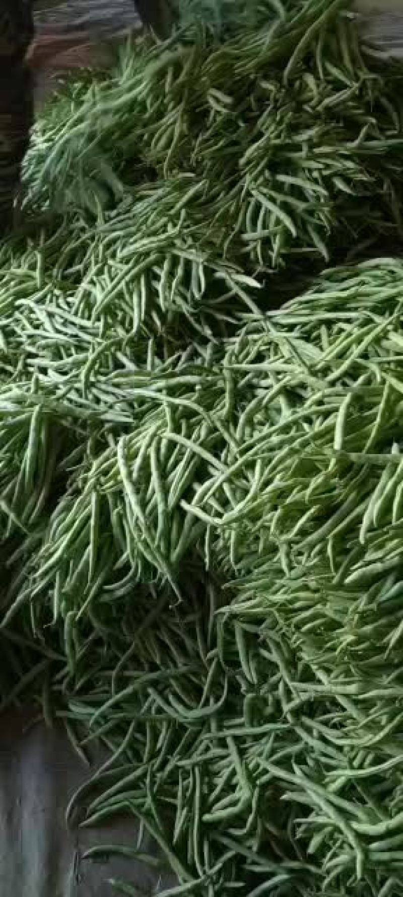 乐亭县冷棚豆角大量供应，有小豆角，白不老，大扁豆，油豆