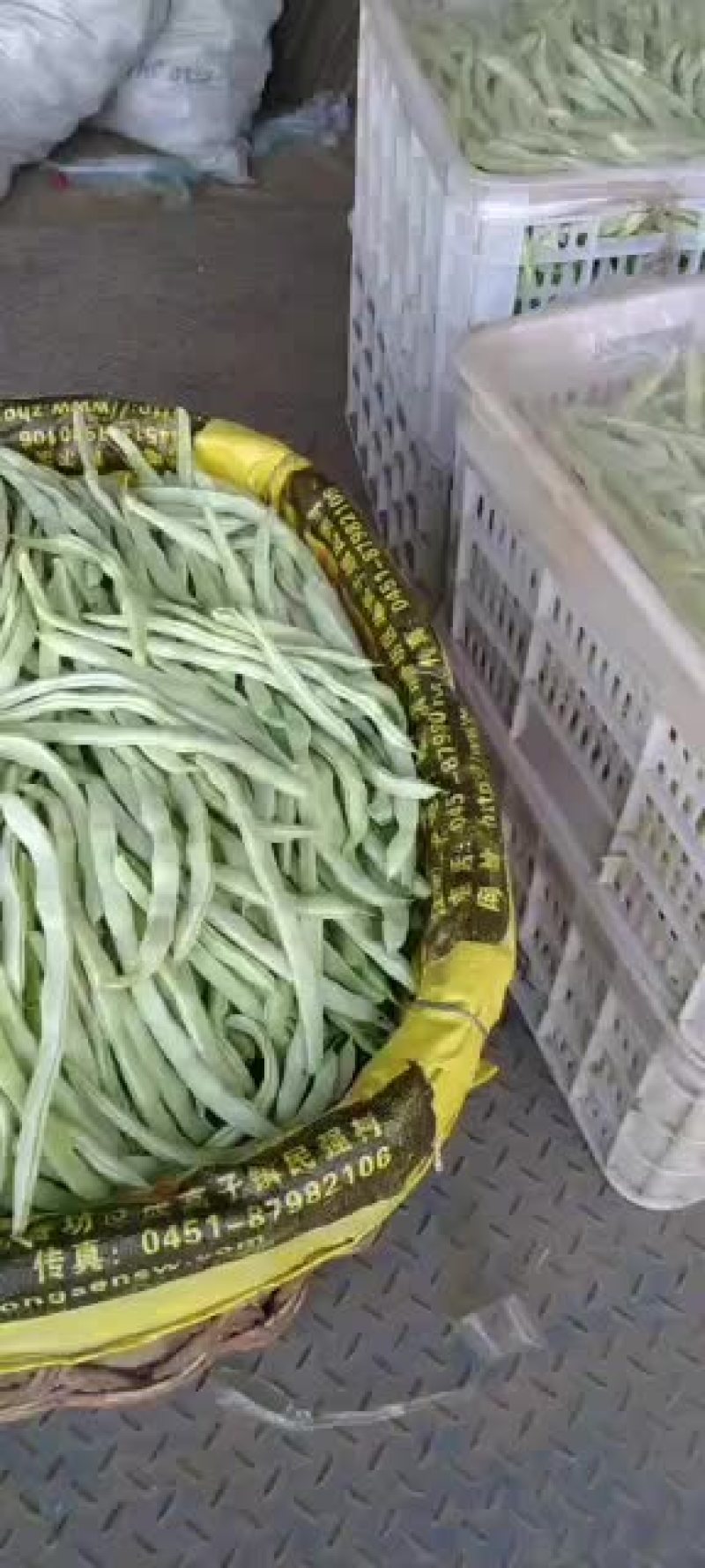 乐亭县冷棚豆角大量供应，有小豆角，白不老，大扁豆，油豆