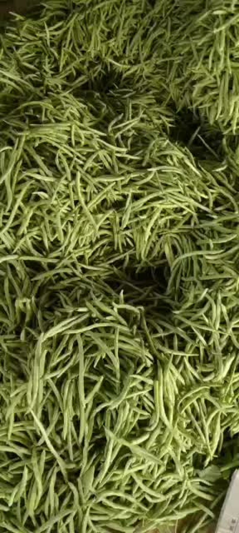 乐亭县冷棚豆角大量供应，有小豆角，白不老，大扁豆，油豆