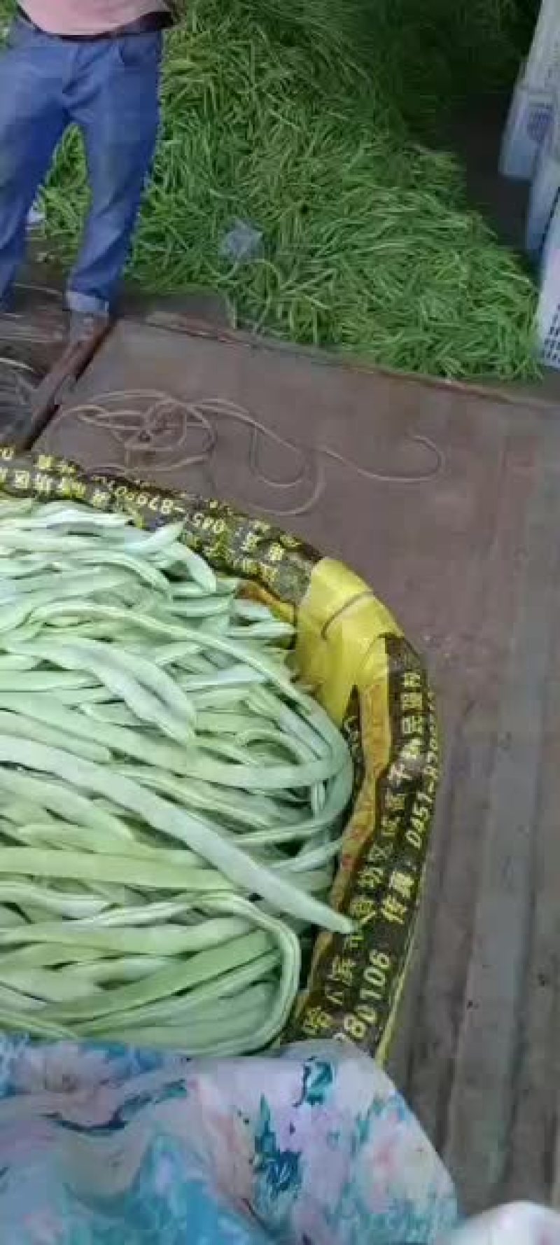 乐亭县冷棚豆角大量供应，有小豆角，白不老，大扁豆，油豆