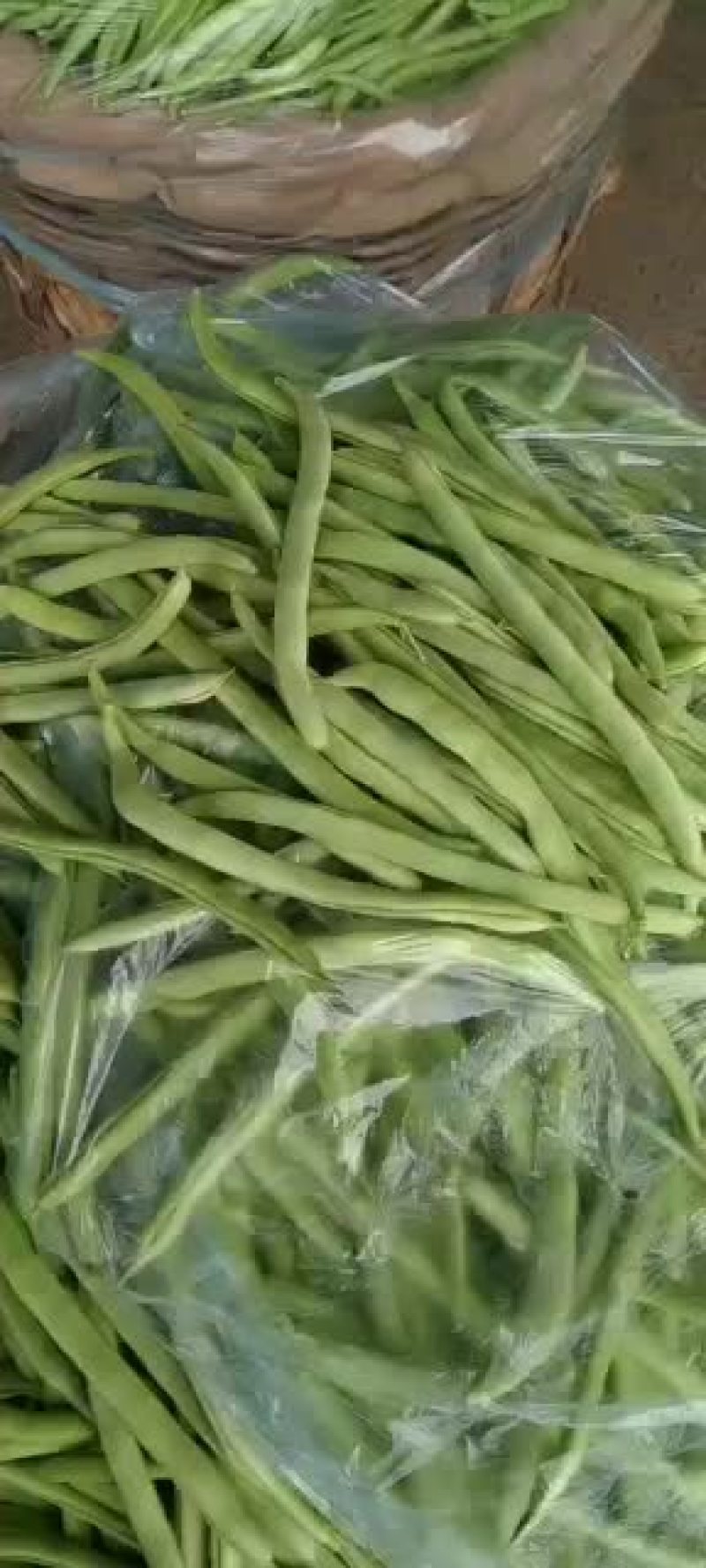 乐亭县冷棚豆角大量供应，有小豆角，白不老，大扁豆，油豆