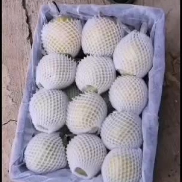 雪花梨出售中，欢迎采购！