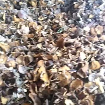 野生松树蘑菇，自己采摘。