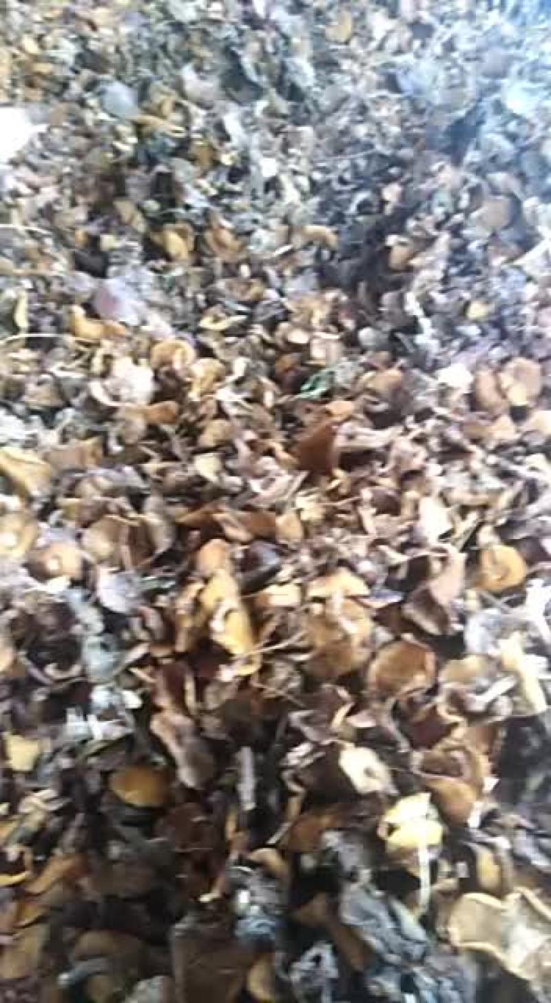 野生松树蘑菇，自己采摘。
