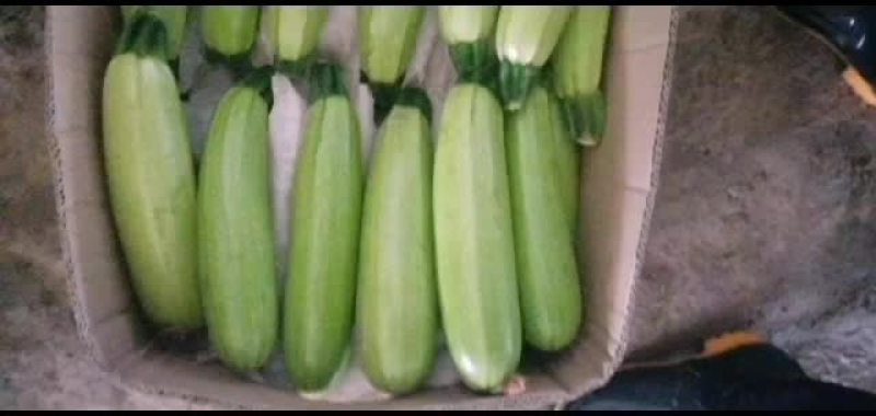 精品西葫芦现已大量上市，全国均可发货