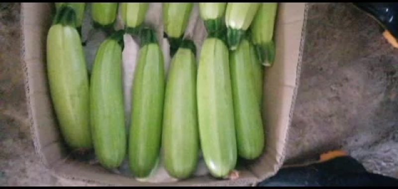 精品西葫芦现已大量上市，全国均可发货